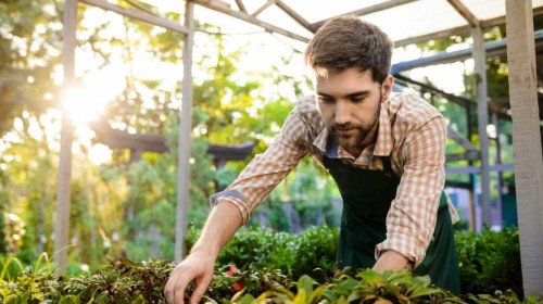 How to care for a bonsai tree outdoors